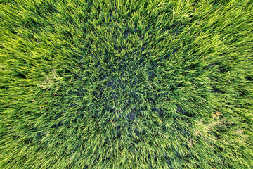 Top view close up of Green rice paddy field, farming cultivation in agricultural land at countryside
