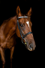 Fototapeta premium brown horse portrait