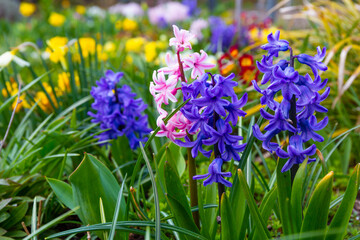 Purple and pink hyacinths in the garden - 500194725