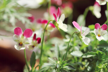 pink flowers in the garden