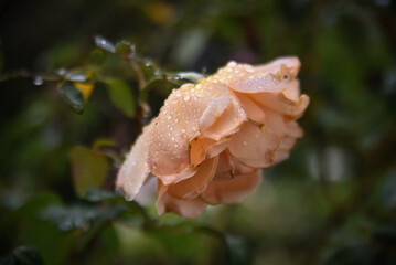 orange rose with dew drops