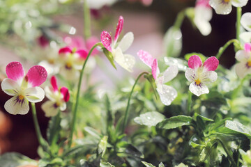 purple intentry flowers on green background