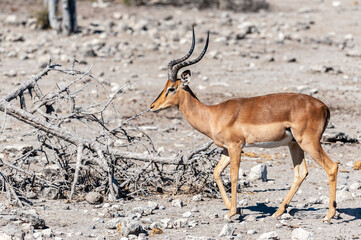 Closeup of an Impala - Aepyceros melampus- grazing on the plains of Etosha National Park, Namibia.