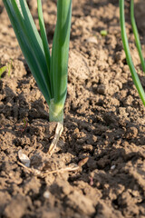 Close up shot of fresh spring onions growing in the garden