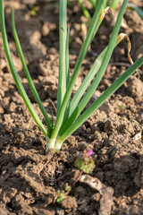 Close up shot of fresh spring onions growing in the garden