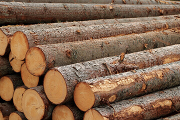 Wood in stock in the Augustów Primeval Forest
