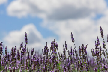 Purple spikelets of lavender of different heights in bloom against blurry sky with white cumulus...