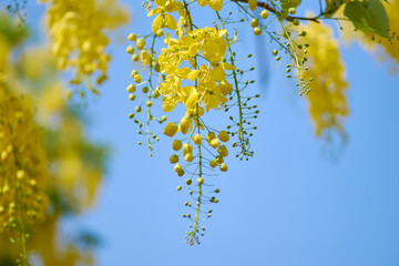 Obraz premium The golden shower flowers with blue sky