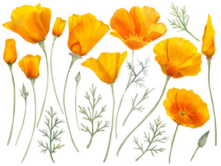 Watercolor california orange poppies isolated. Hand painted illustration with sunny bright orange and yellow flowers to design invitations, postcards and other print