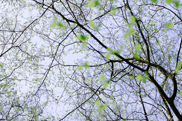 tree branches against blue sky