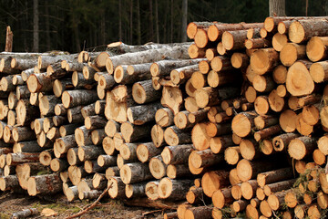 Wood in stock in the Augustów Primeval Forest