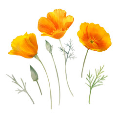 Watercolor california orange poppies isolated. Hand painted illustration with sunny bright orange and yellow flowers to design invitations, postcards and other print