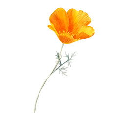 Fototapeta premium Watercolor california orange poppies isolated. Hand painted illustration with sunny bright orange and yellow flowers to design invitations, postcards and other print