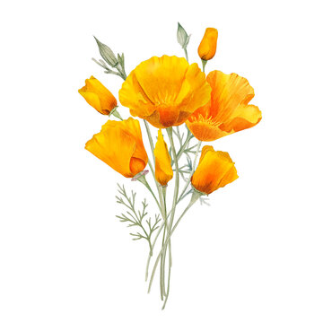 Watercolor california orange poppies isolated. Hand painted illustration with sunny bright orange and yellow flowers to design invitations, postcards and other print