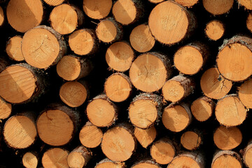 Wood in stock in the Augustów Primeval Forest