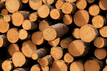 Wood in stock in the Augustów Primeval Forest
