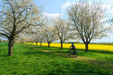 Ein Mann fährt auf einem Fahrrad über eine grüne Wiese durch eine blühende Kirschbaumallee vor...