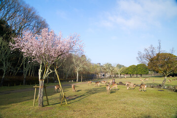 春の朝の奈良公園の鹿だまり