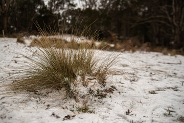 tuft of grass in the snow