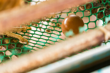 Fresh chicken eggs in cage at farm behind the house. Small chicken farm. Collect eggs for sale. Make money every day in the Covid-19 economic era. Make money and food for the family.