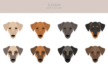 Sloughi coat colors, different poses clipart