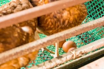 Fresh chicken eggs in cage at farm behind the house. Small chicken farm. Collect eggs for sale. Make money every day in the Covid-19 economic era. Make money and food for the family.