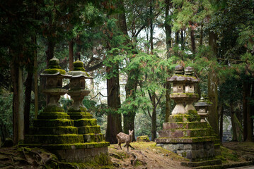 春日大社の石塔に佇む鹿(引き)