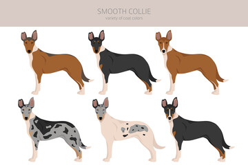 Obraz premium Smooth Collie coat colors, different poses clipart