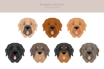 Spanish Mastiff coat colors, different poses clipart