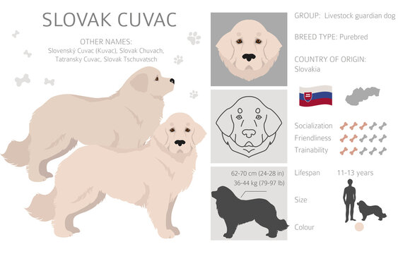 Slovak Cuvac coat colors, different poses clipart