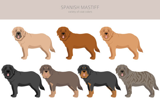 Spanish Mastiff coat colors, different poses clipart