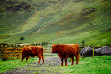 cows in the mountains