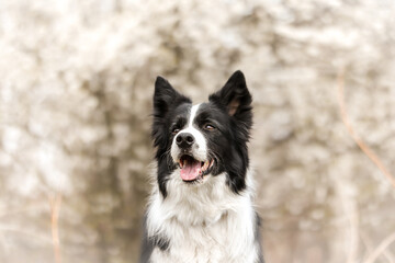 Fototapeta premium Shallow Depth of Field of Happy Border Collie in Spring. Adorable Portrait of Smiling Black and White Dog Outside during Springtime.