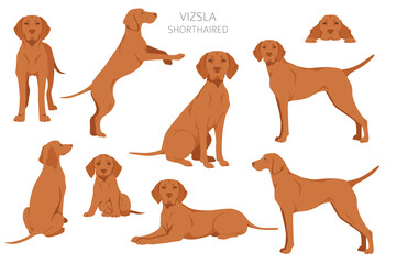 Vizsla shorthaired clipart. Different poses, coat colors set