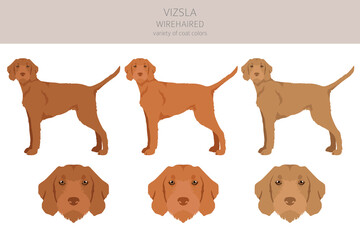 Vizsla wirehaired clipart. Different poses, coat colors set