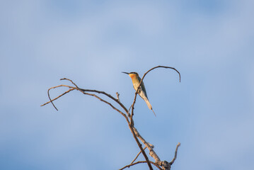 Blue-tailed Bee-eater on tree branch.