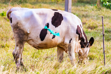 Holstein black and white spotted milk cow standing on a green rural pasture, dairy cattle grazing in the village.