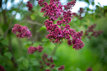 Blooming lilac bush in the garden spring concept