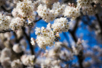 快晴の春の日に桜が満開に咲いている風景