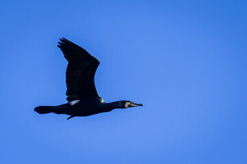 Selective focus photo. The great cormorant bird. Phalacrocorax carbo.