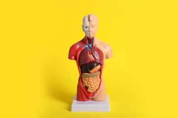 Human anatomy mannequin showing internal organs on yellow background