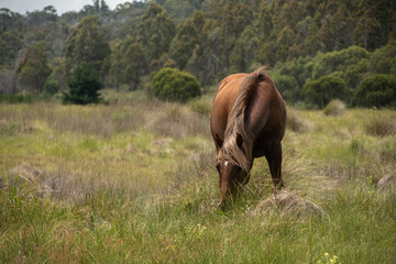 horse grazing in a meadow