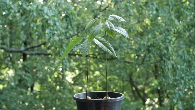 Long thin sprouts of avocado against the background of green trees in the garden.