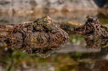 Pool frog in sun. Pelophylax lessonae. European frog.