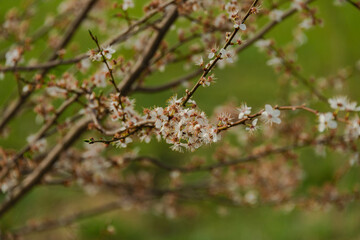 Wiosna na łąkach. Rosnące na nich drzewa owocowe mają gałęzie obsypane drobnymi, białymi...