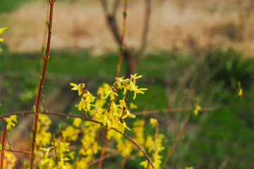 Wiosna w ogrodzie. Krzewy forsycji obsypane są obficie żółtymi kwiatami. Jest słoneczny dzień. Kwiaty oświetlone są światłem słonecznym. - 500198967
