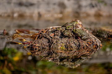 Pool frog in sun. Pelophylax lessonae. European frog.