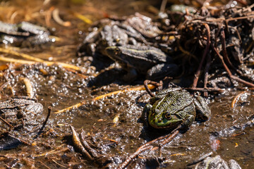 Pool frog in sun. Pelophylax lessonae. European frog.
