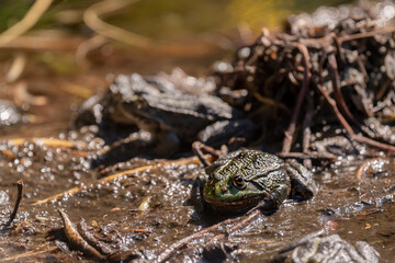 Pool frog in sun. Pelophylax lessonae. European frog.