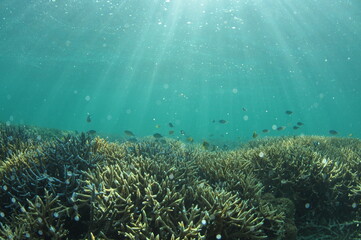 Naklejka na ściany i meble 石垣島北部のサンゴ礁